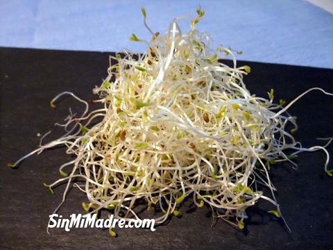 germinados de alfalfa
