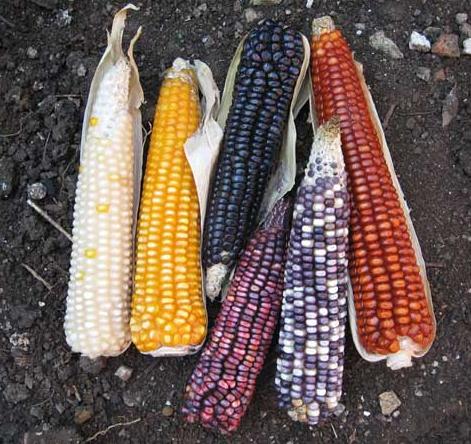 maiz variedades